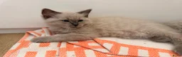Ragdoll cats for sale: Beautiful ragdoll babies! 😻😻😻 - Advert 11