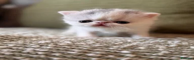 Exotic Kitten 7