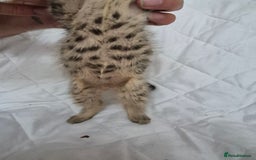 Mixed Breed cats for sale: 4 beautiful fluffy kittens ready now - Image 3