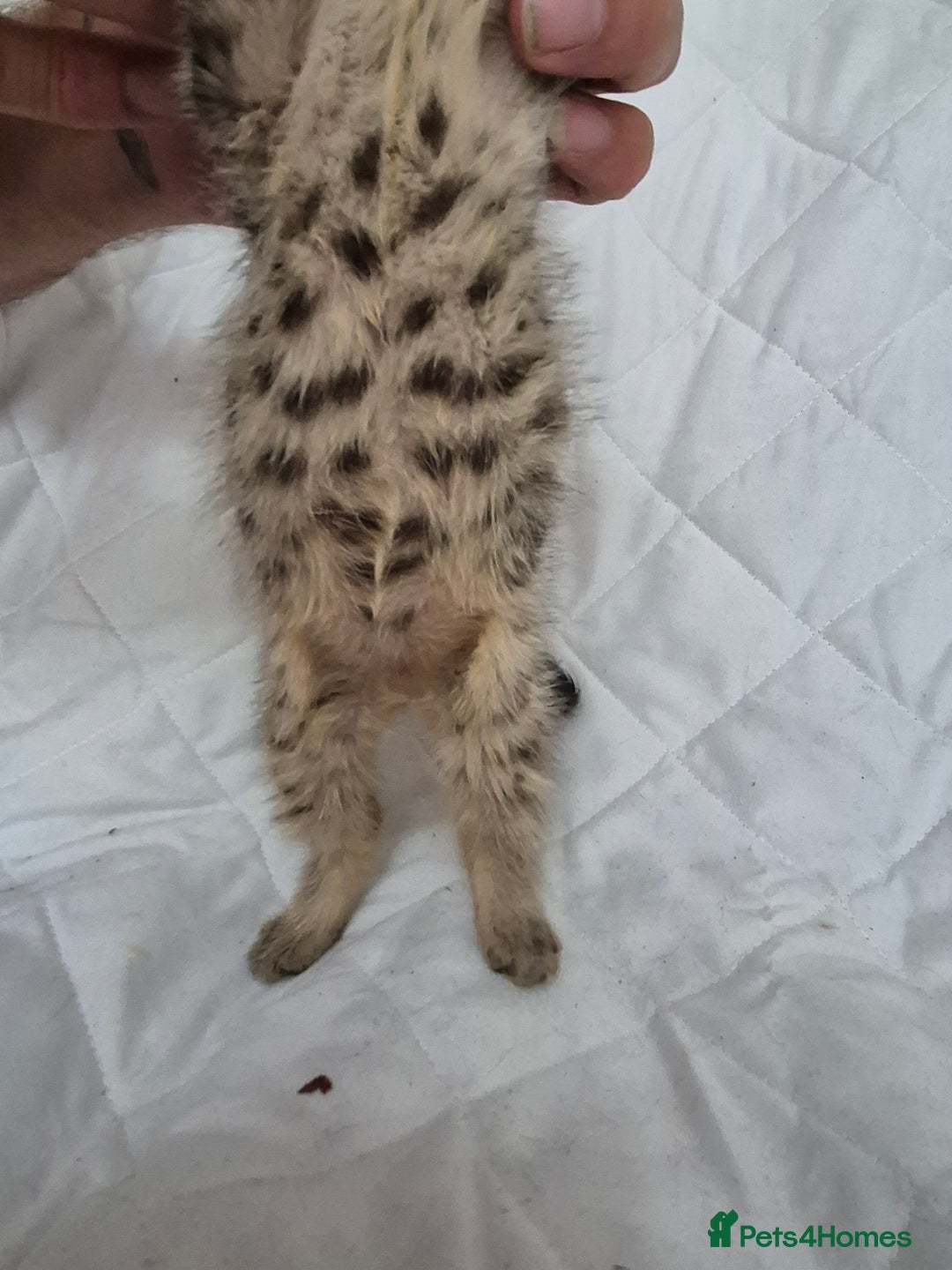 Mixed Breed cats for sale: 4 beautiful fluffy kittens ready now - Image 3