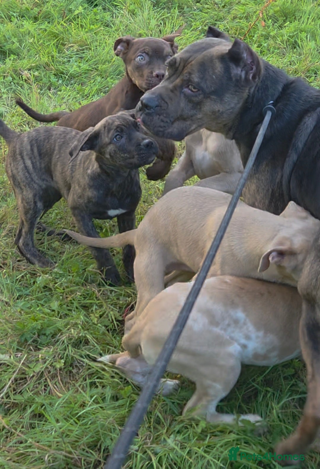 Mixed Breed dogs for sale: Cane Corso/Presa Canario Molloser dogs  - Image 3