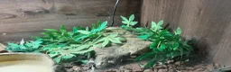 Python Snake reptiles for sale: Caramel ball python  - Advert 4