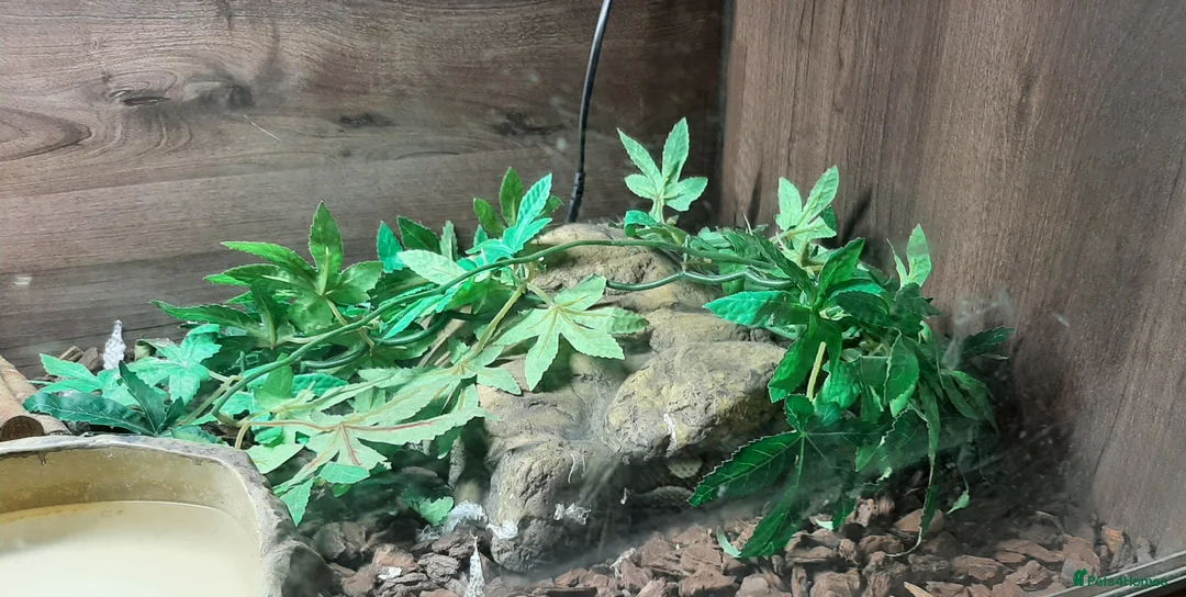 Python Snake reptiles for sale: Caramel ball python  - Advert 4