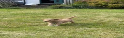 Australian Labradoodle dogs for sale: Australian Labradoodle puppies - Advert 11