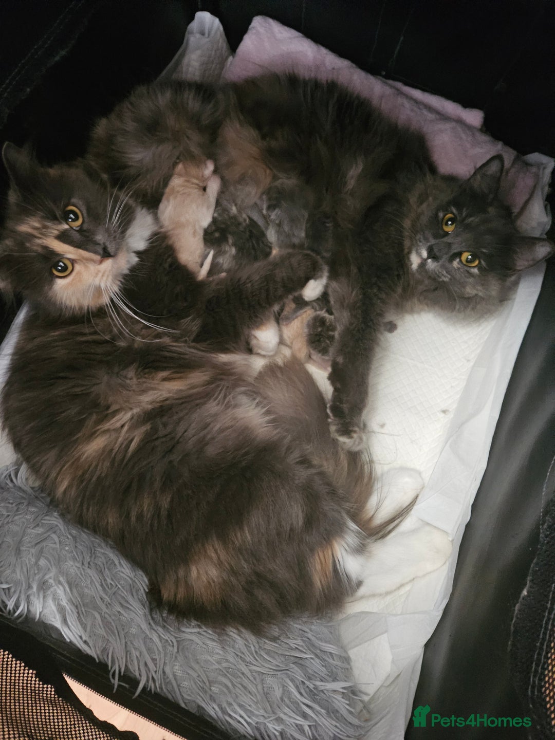 Mixed Breed cats for sale: Fluffy kittens  - Image 1
