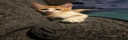 Domestic Shorthair cats for sale: 1x ginger male  - Advert 3