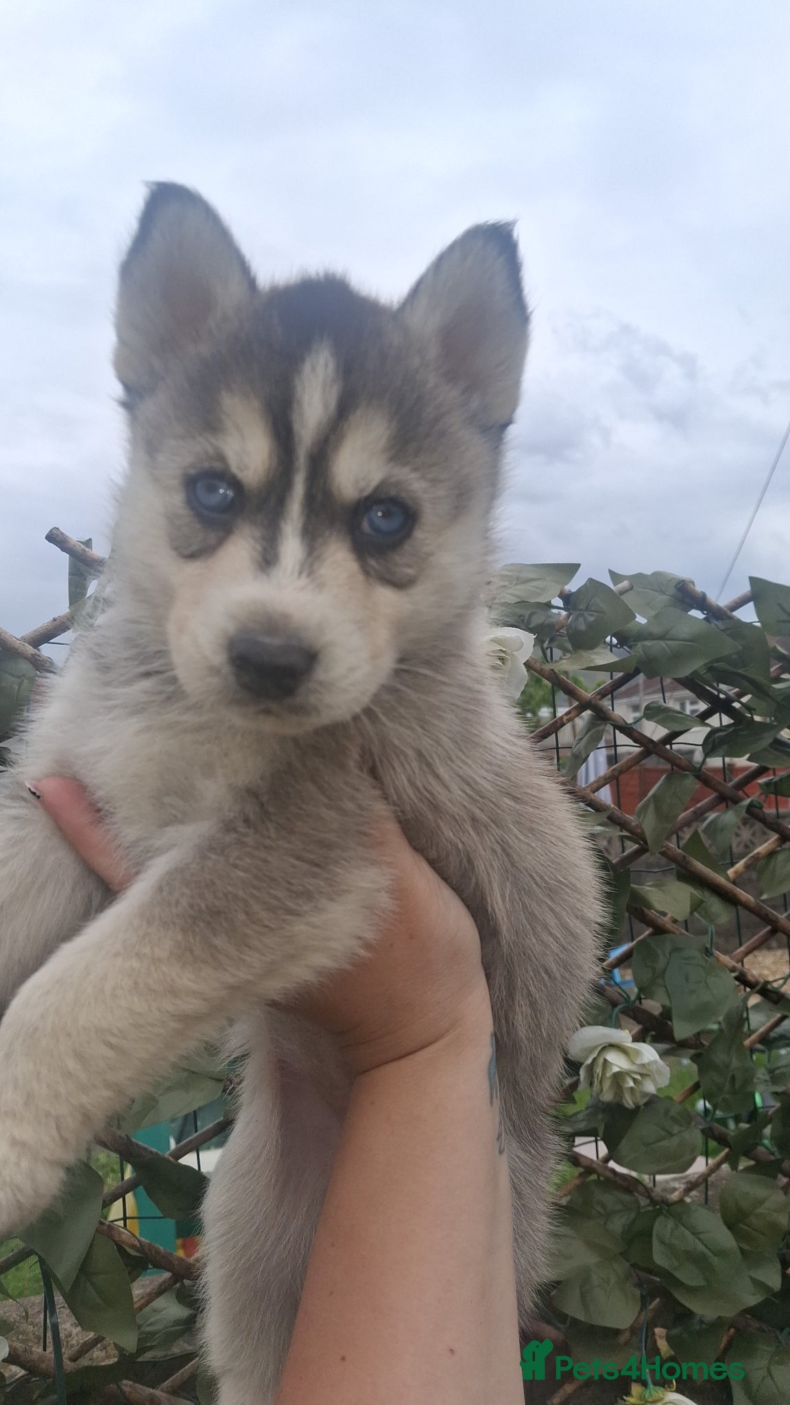 Pomsky dogs Beautiful f2b pomsky puppies  - Advert 6