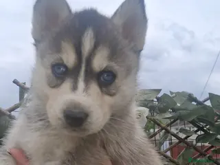 Pomsky dogs Beautiful f2b pomsky puppies - Advert 6