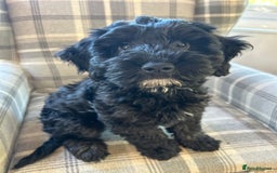 Cockapoo dogs for sale: Beautiful cockerpoo girl  - Image 3