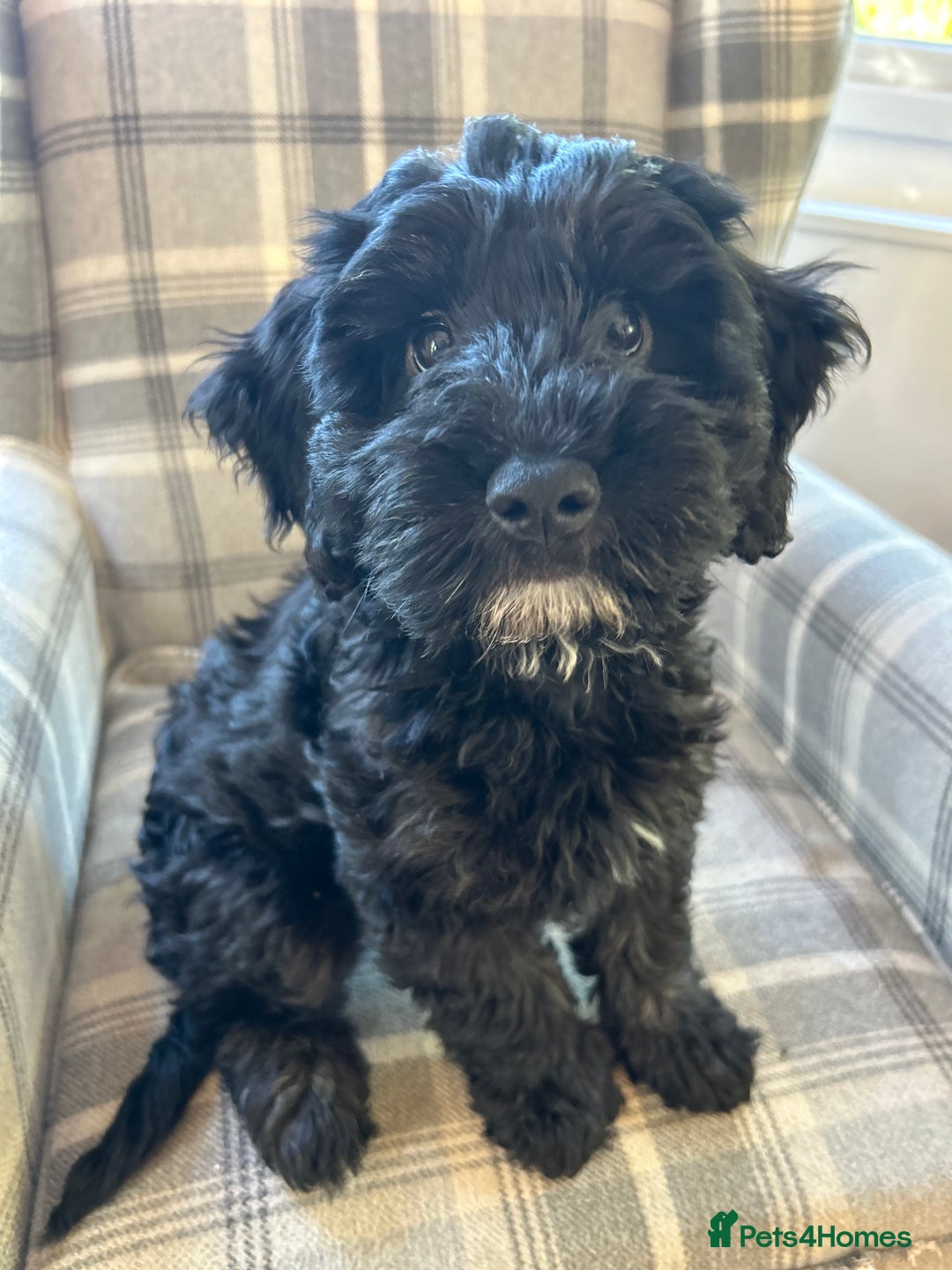 Cockapoo dogs for sale: Beautiful cockerpoo girl  - Image 3