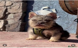 French Bulldog dogs for sale: Fluffy French bull dogs  - Image 8