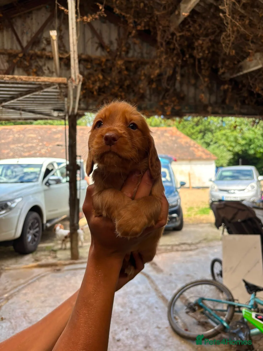 Cocker Spaniel dogs for sale: Stunning working cockers  in Canterbury - Advert 18