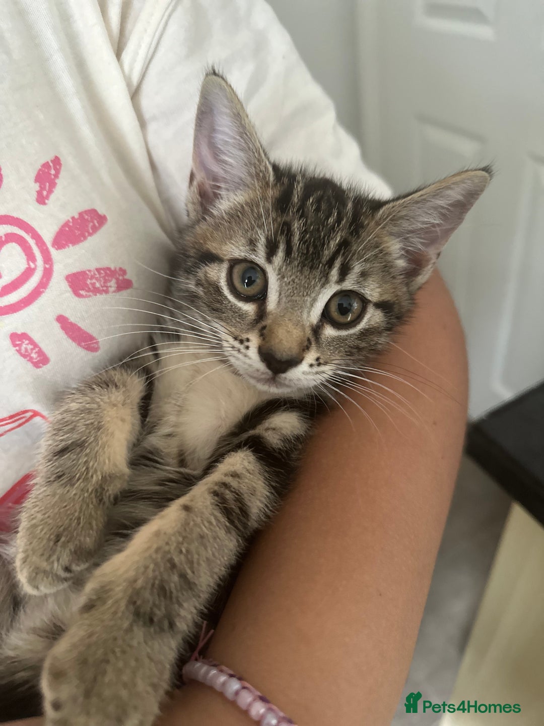 Mixed Breed cats for sale: Tabby female kitten - Image 1