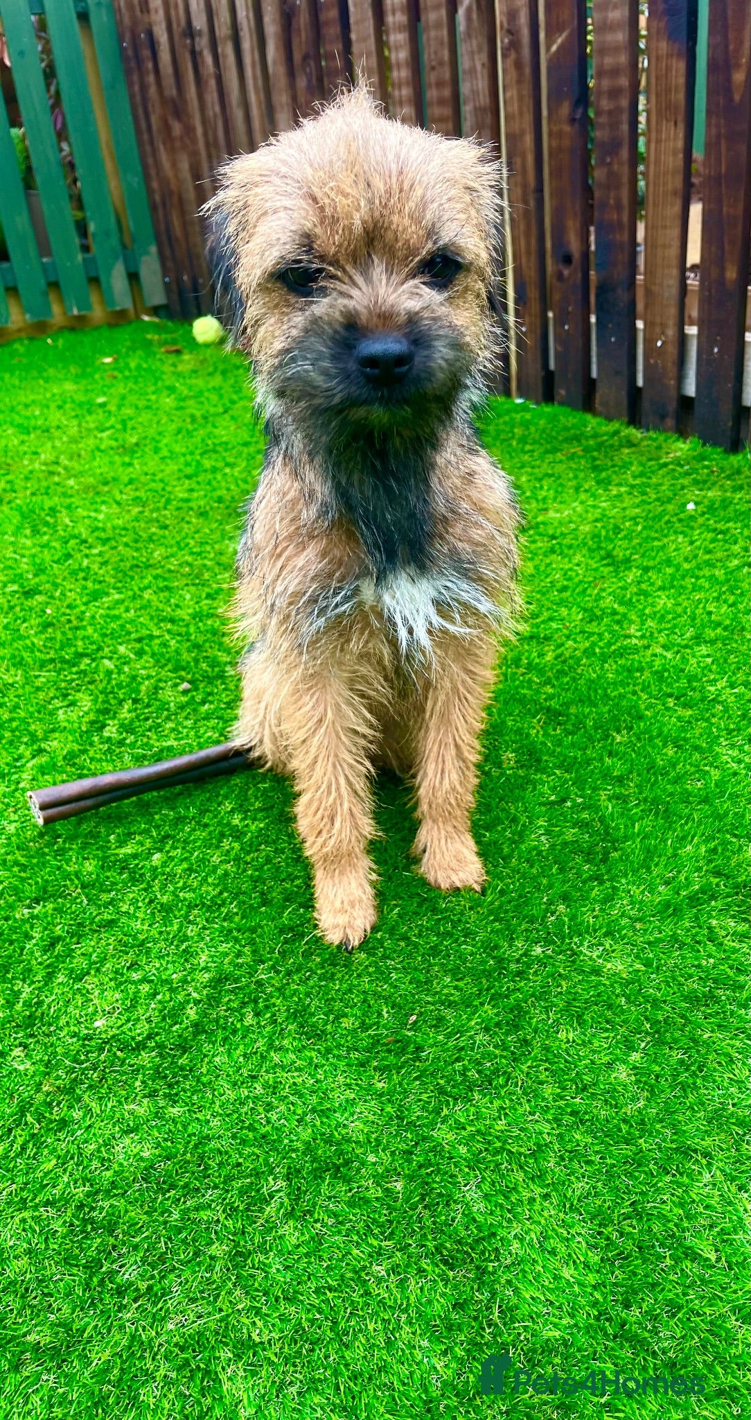 Border Terrier dogs Rehoming. Shy KC Border Terrier girl Betsy. 🥰 - Advert 2