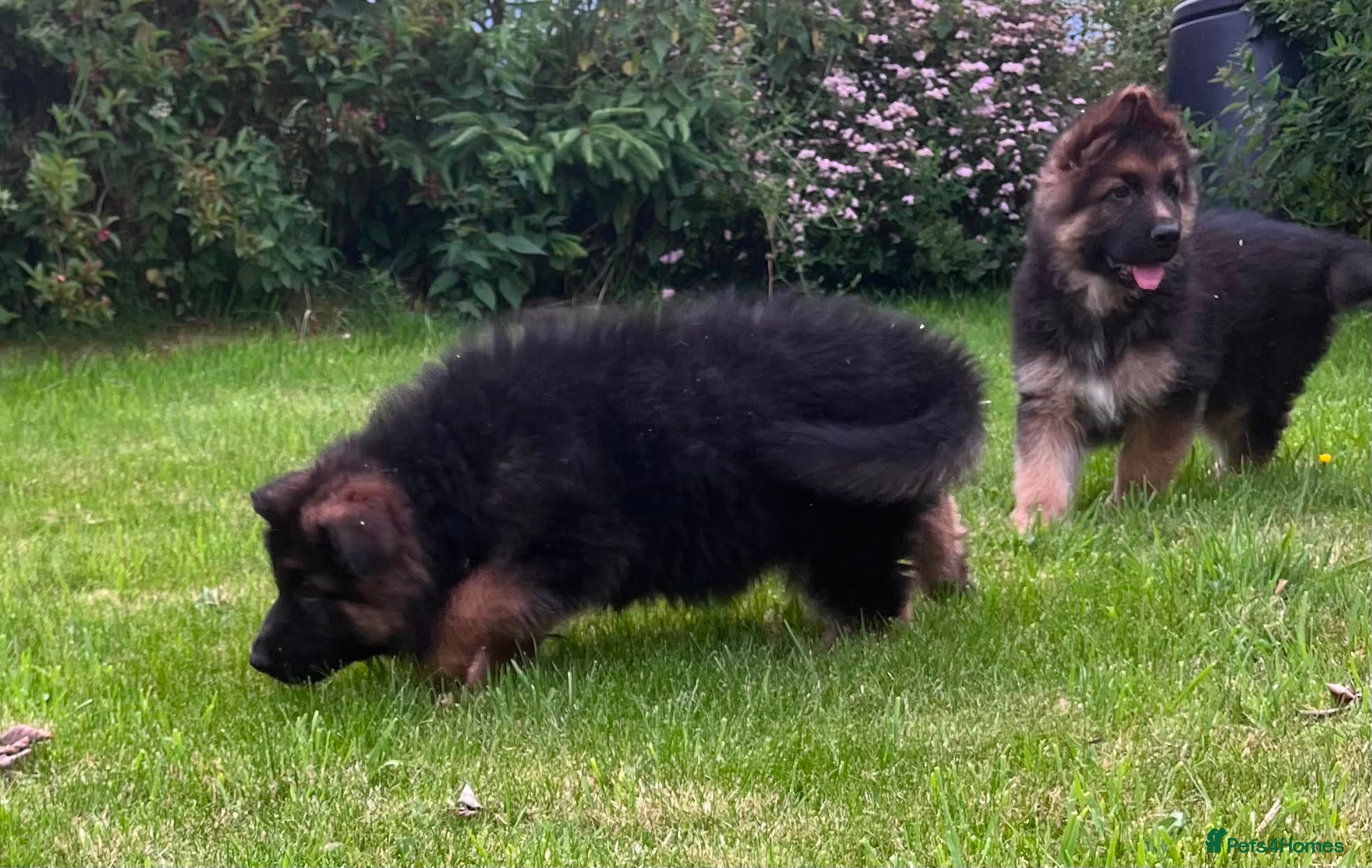 German Shepherd dogs Beautiful family reared German Shepherd pups - Advert 2