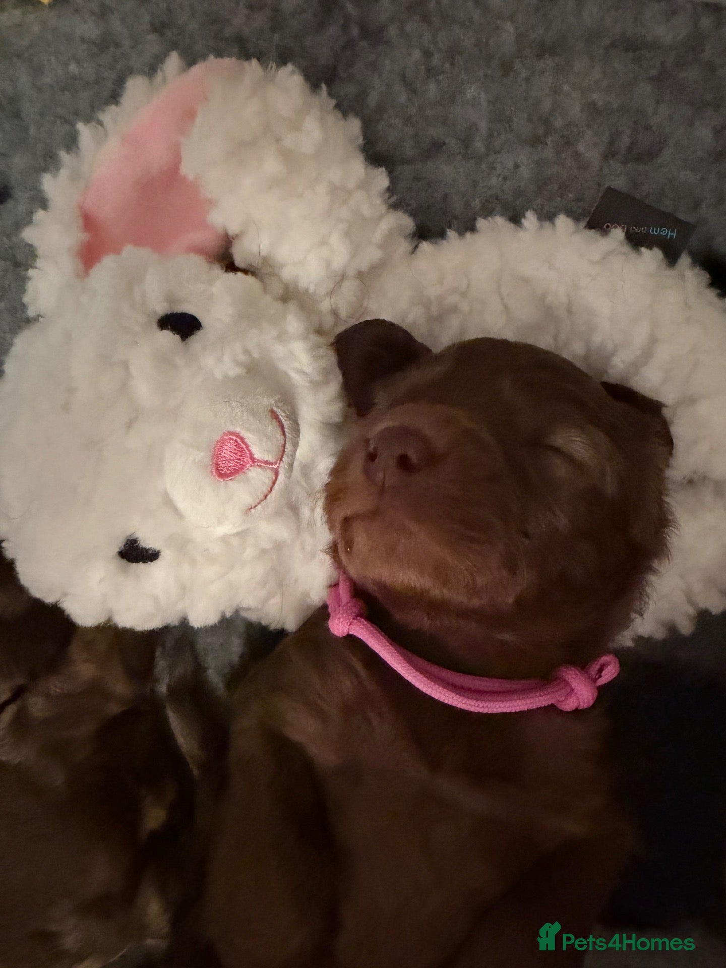 Labradoodle dogs for sale: Stunning Multigen Doodles - Advert 1