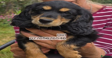 Cockapoo dogs - Advert 3