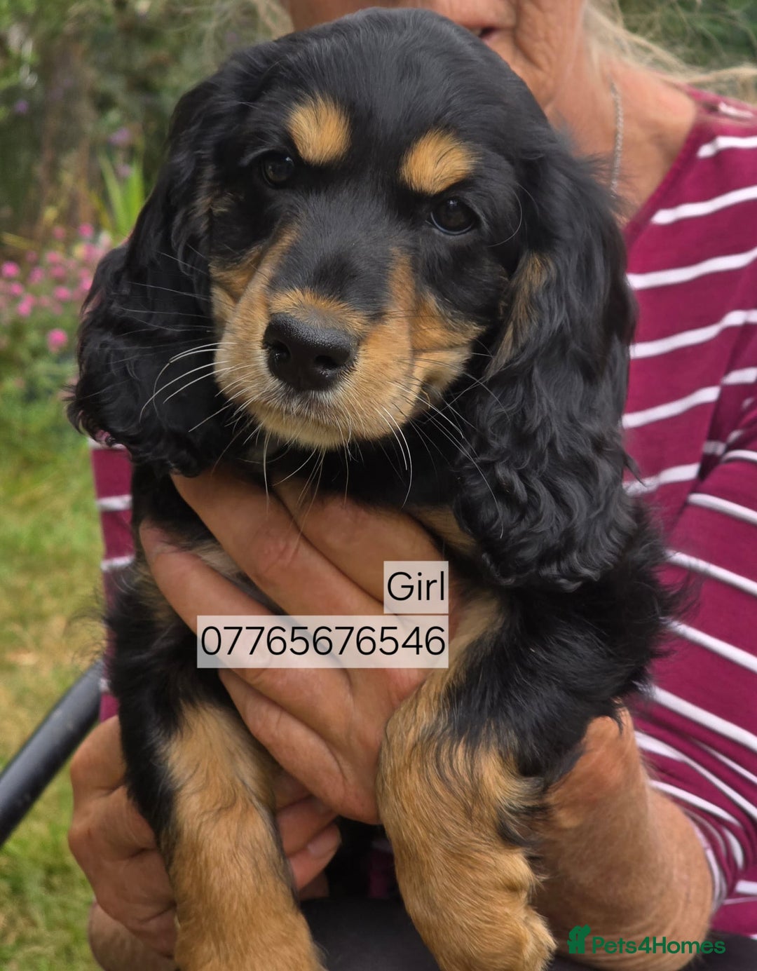 Cockapoo dogs for sale: Show Cockapoo Puppies Homebred Domestic Licence - Image 2