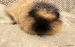 Guinea Pig rodents for sale: Various Swiss Guinea Pigs - Advert 3