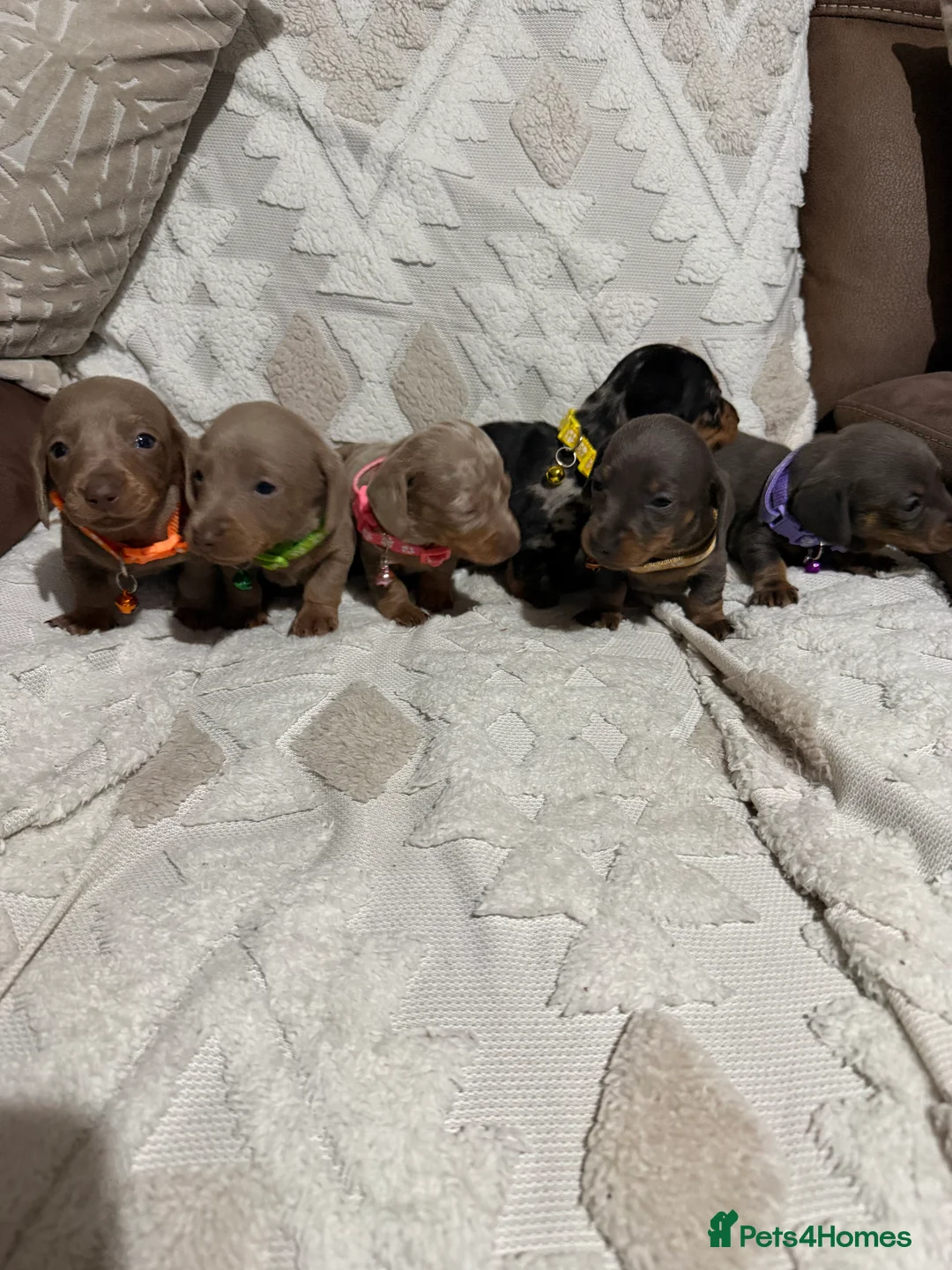 Dachshund dogs for sale: Beautiful dachshund puppies  - Advert 8