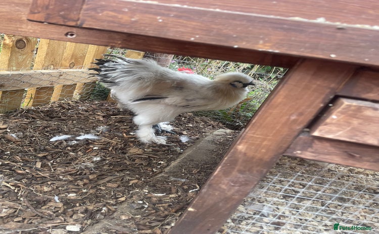 Chickens poultry - Advert 2