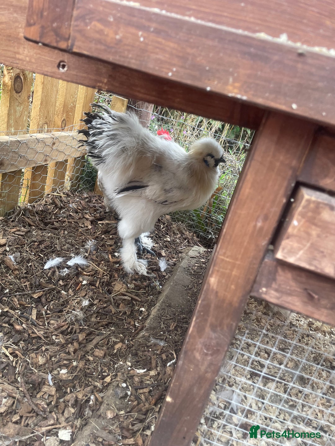 Chickens poultry for sale: Silkie Cockeral - Image 1