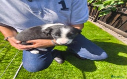 Border Collie dogs for sale: Border Collie pups for sale - Image 18