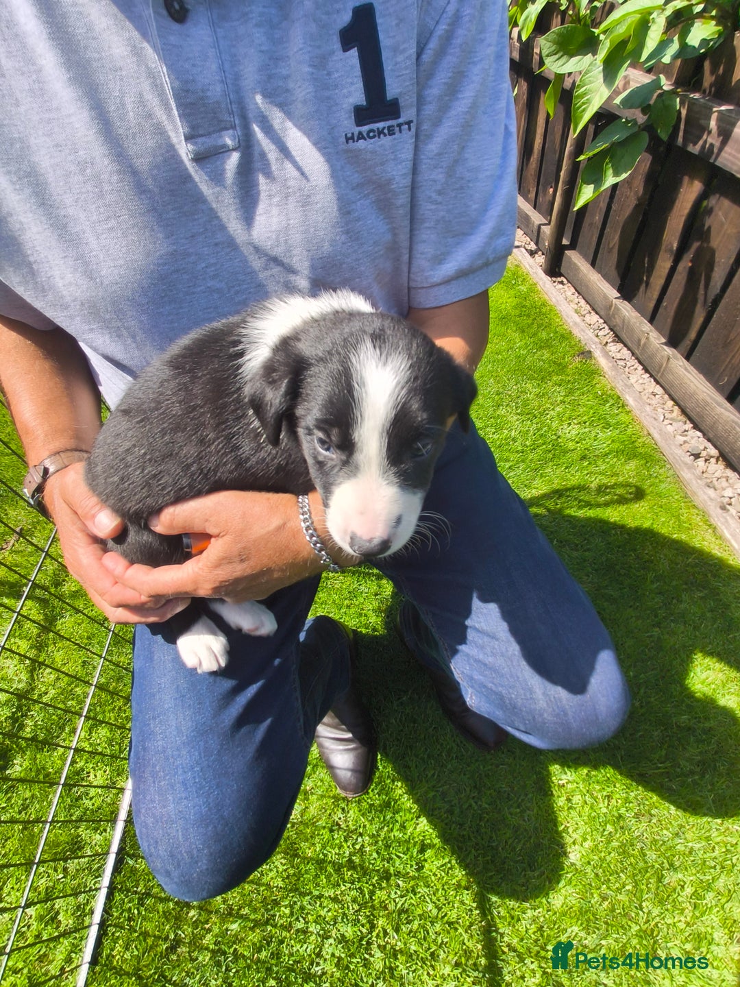 Border Collie dogs for sale: Border Collie pups for sale - Image 18