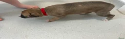 Mixed Breed dogs for sale: Beautiful Whippet/Greyhound Puppies - Advert 10