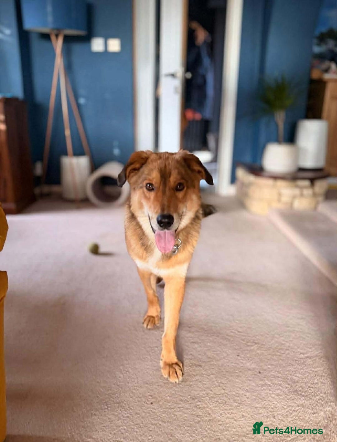 Mixed Breed dogs for adoption: Fox - Milton Keynes  - Advert 2