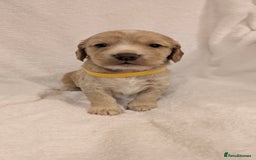 Cocker Spaniel dogs for sale: Cocker Spaniel  - Image 10