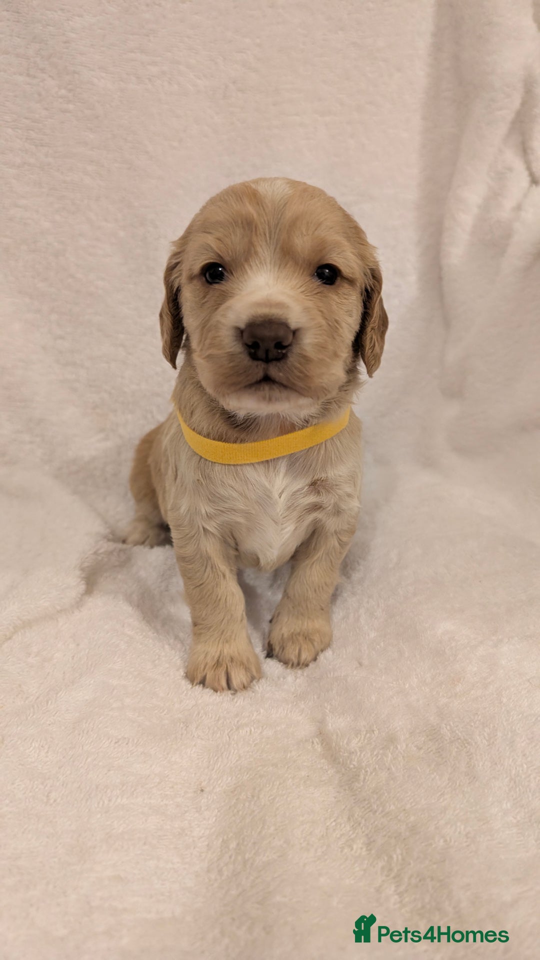 Cocker Spaniel dogs for sale: Cocker Spaniel  - Image 10