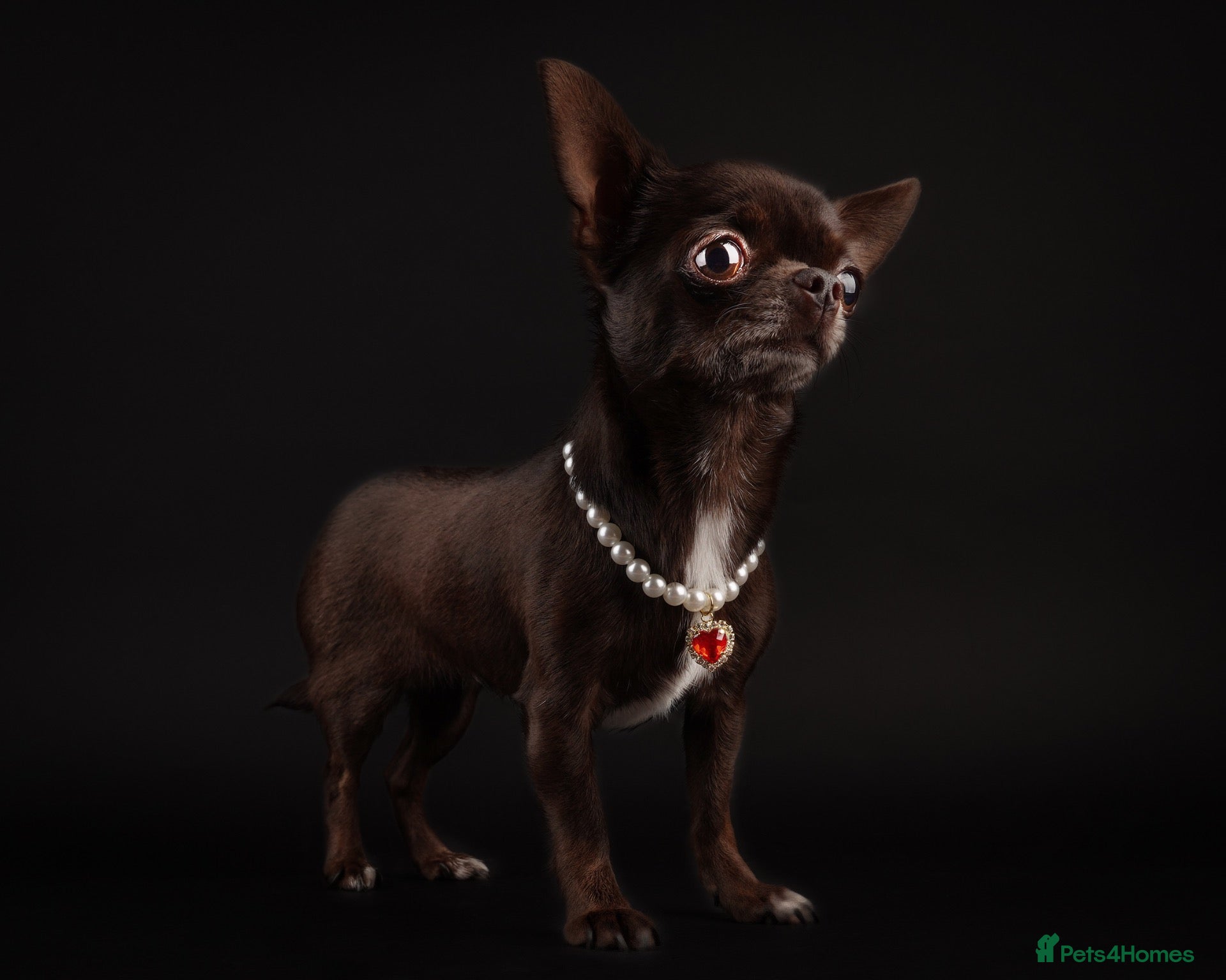 Chihuahua dogs Rear Chocolate Parti, KC girl  - Advert 2
