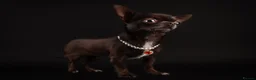 Chihuahua dogs for sale: Rear Chocolate Parti, KC girl  in Camberley - Advert 2