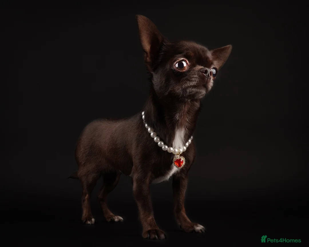 Chihuahua dogs for sale: Rear Chocolate Parti, KC girl  in Camberley - Advert 2