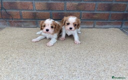 Cavalier King Charles Spaniel dogs for sale: Super cute KC blenheim pups, health tested parents - Image 4