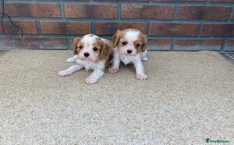 Cavalier King Charles Spaniel dogs - Advert 2