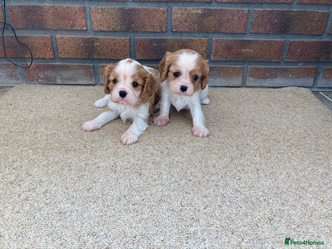 Cavalier King Charles Spaniel dogs for sale: Super cute KC blenheim pups, health tested parents - Image 4