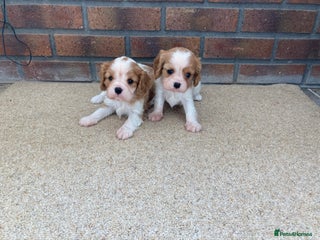 Cavalier King Charles Spaniel dogs - Advert 6