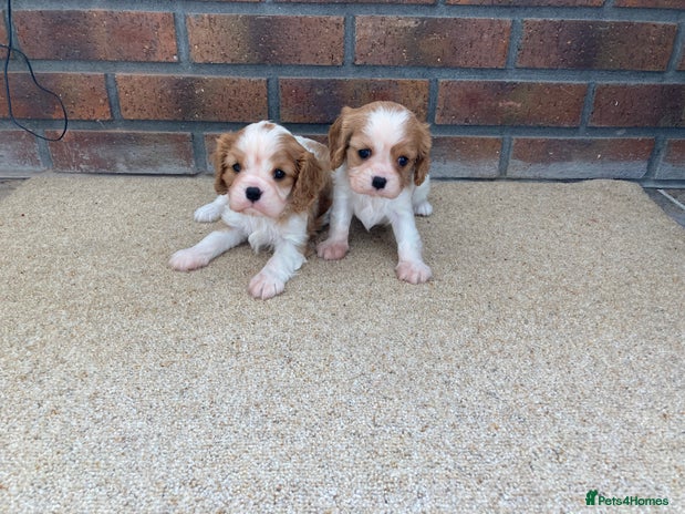 Cavalier King Charles Spaniel dogs - Advert 2