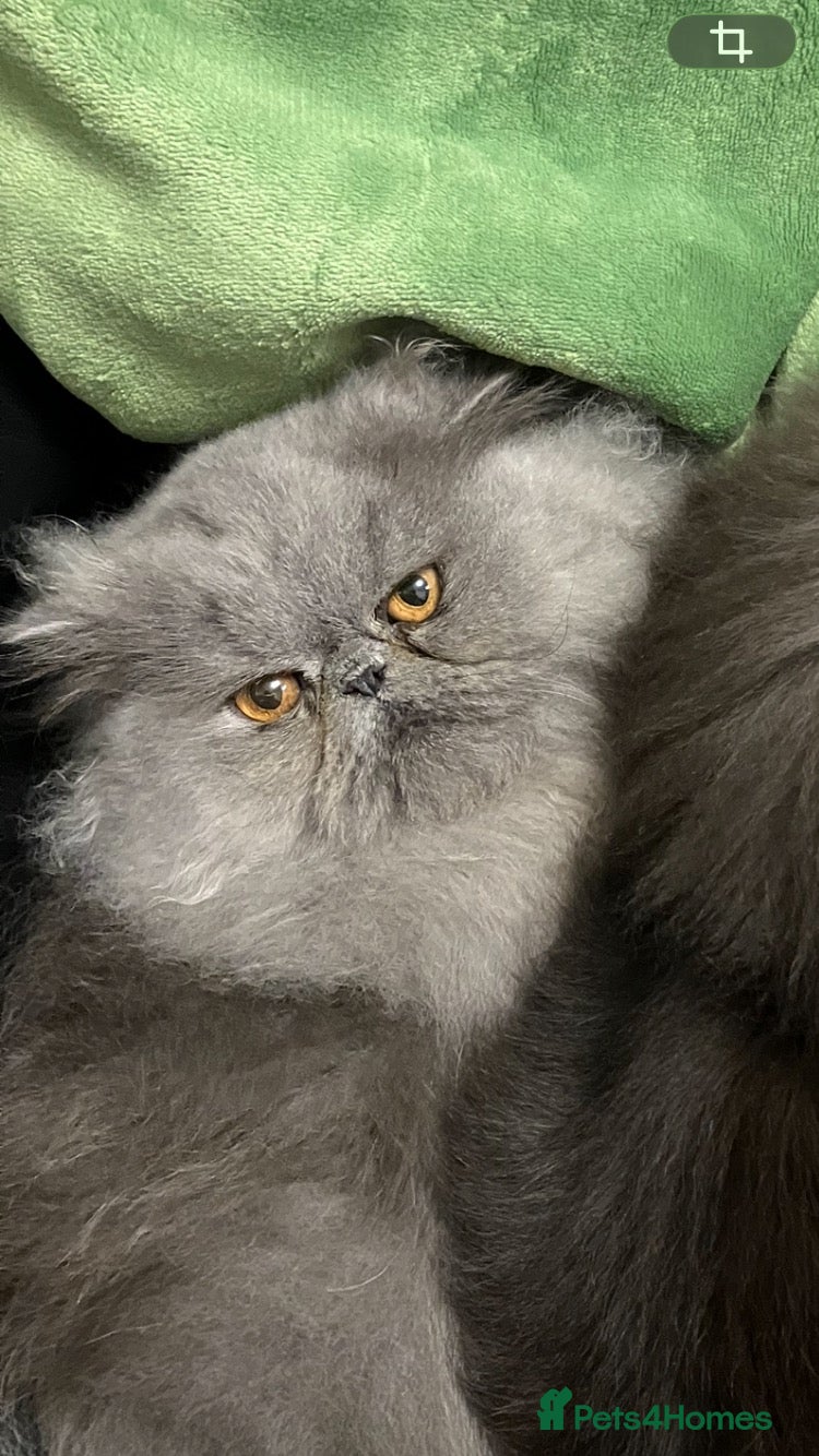 Persian cats for sale: 2 beautiful Persian cats  - Advert 2