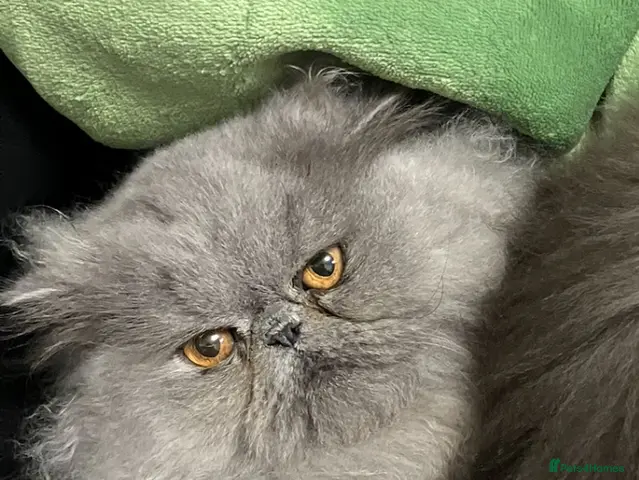 Persian cats for sale: 2 beautiful Persian cats - Advert 2