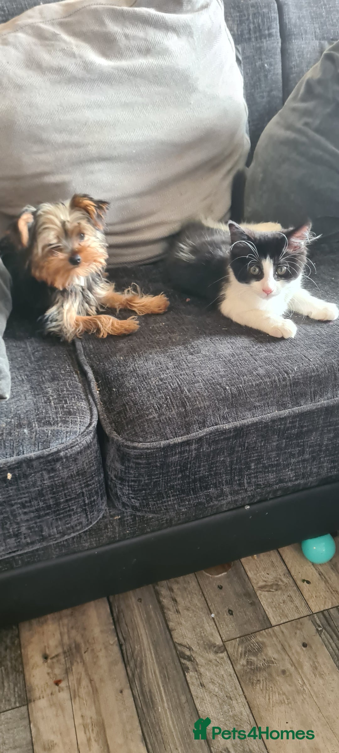Maine Coon cats for sale: Beautiful Bonded Sisters - Image 7