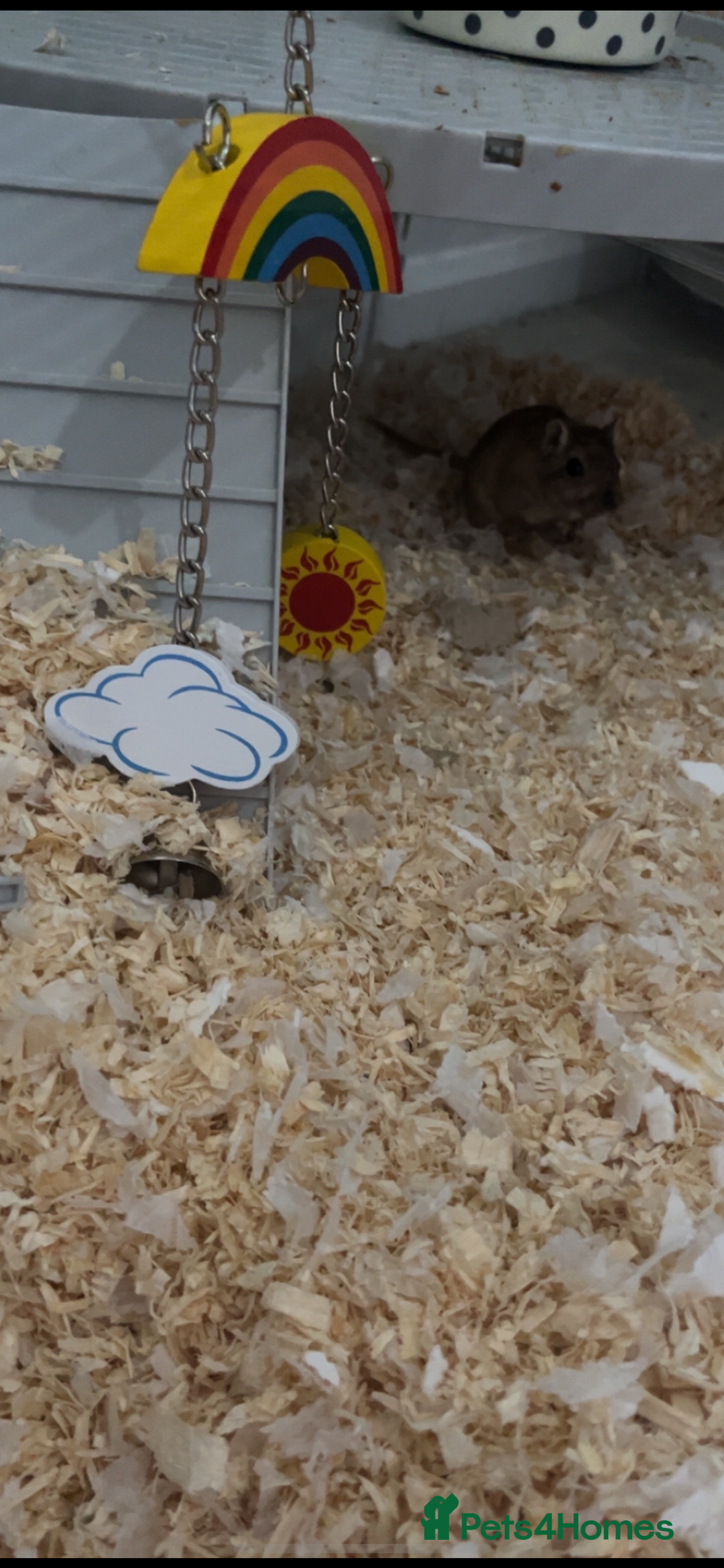 Gerbil rodents for sale: X2 female gerbils  - Advert 6