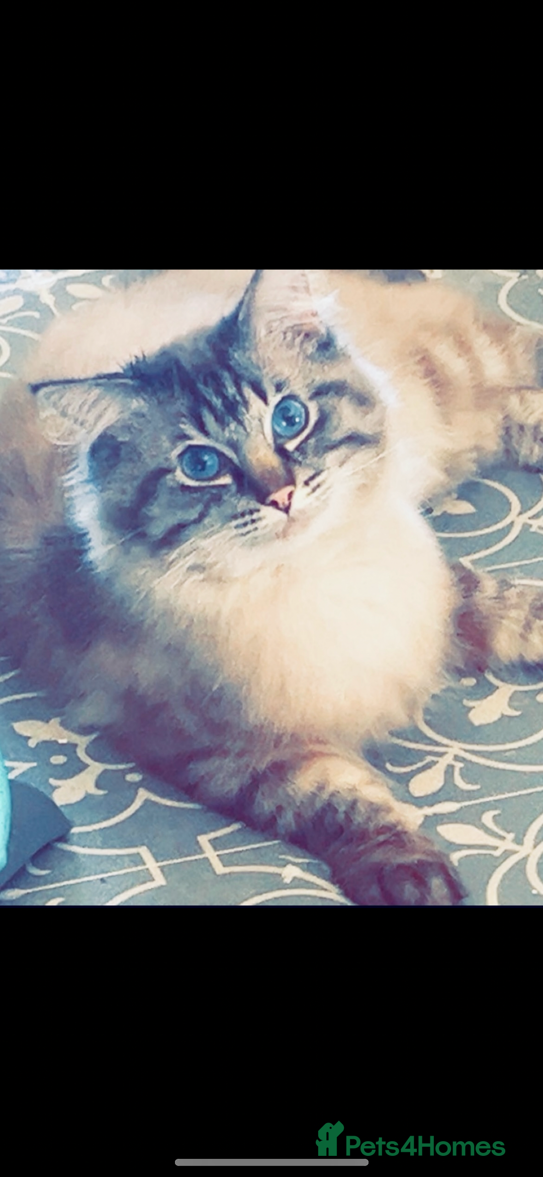 Ragdoll cats for sale: Ragdoll babies  - Advert 5