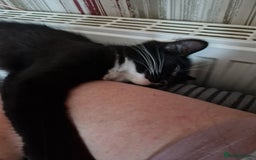Mixed Breed cats for sale: Beautiful black and white girl for sale - Image 4