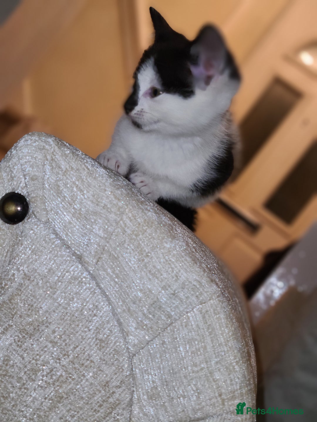 Mixed Breed cats for sale: Female kitten  - Advert 9