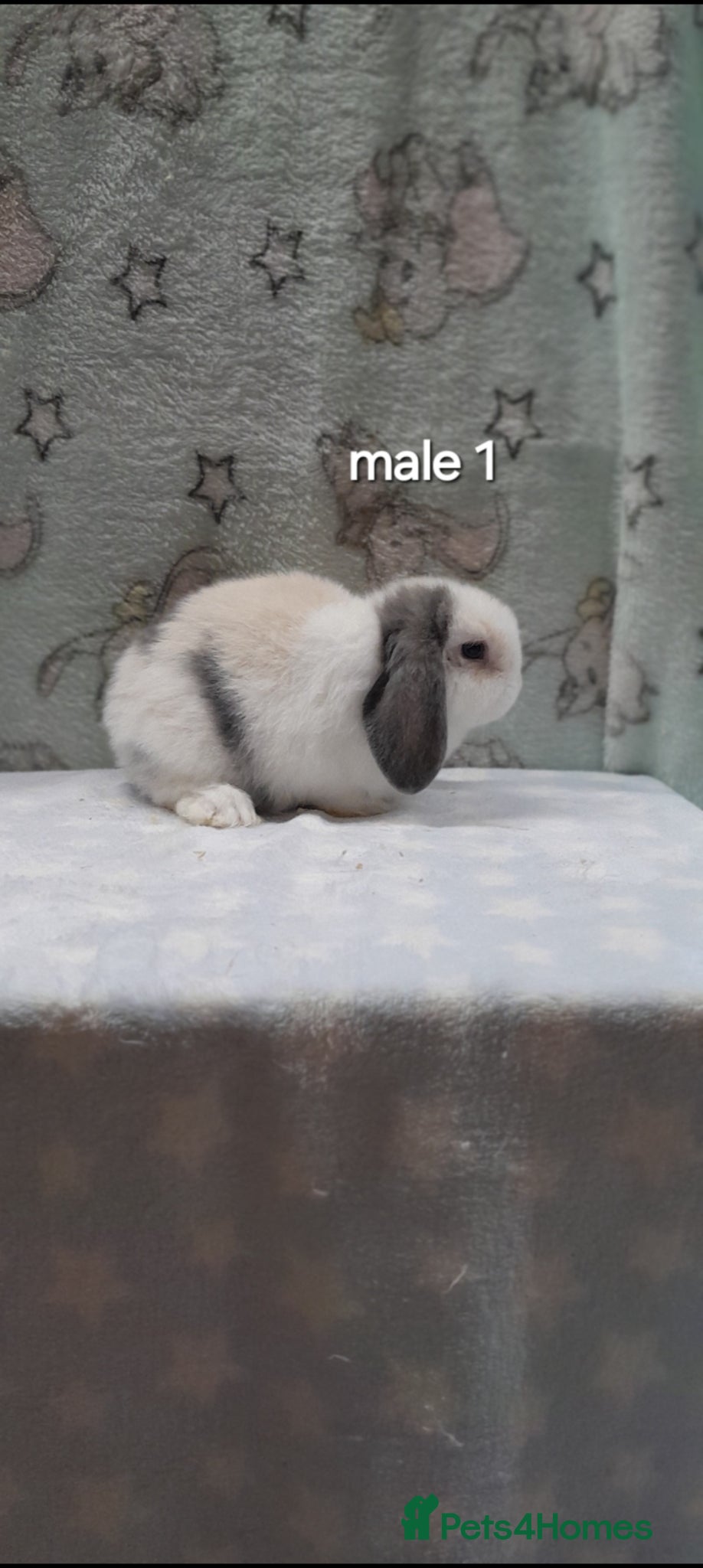 Mini Lop rabbits Purebred mini lop rabbits  - Advert 2