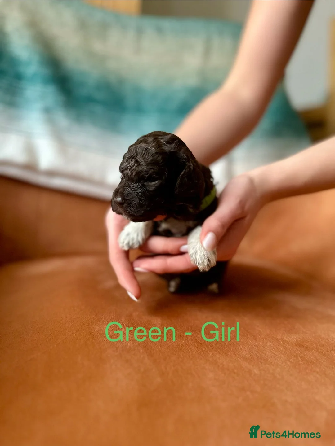 Lagotto Romagnolo dogs for sale: Lagotto Romagnolo Puppies  - Advert 9