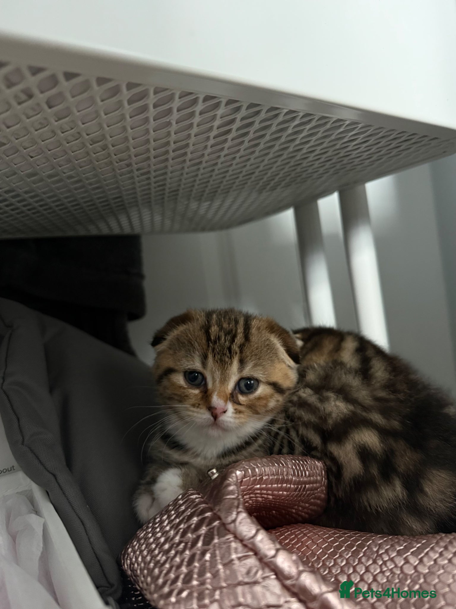 Scottish Fold cats 4 beautiful Scottish fold kittens 🤍 - Advert 2